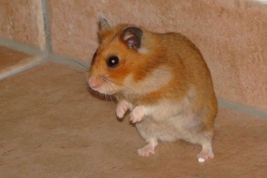 IMAGES KDOS POUR VOUS TOUS MES AMIS(E)